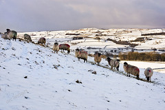 Northern Hill / Sheep Farming