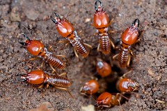 Termites (Tanzania)