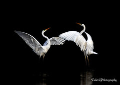 Egrets & herons