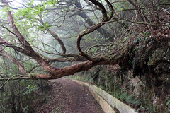 Madeira - Levada da Serra do Faial