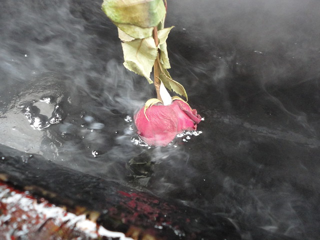dipping roses in hot roofing tar