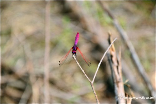 紅蜻蜓