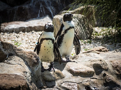 2016 Lehigh Valley Zoo Visits