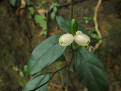 Stemonuraceae 