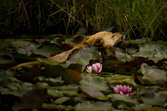 Lotus Blooms and Lily pads