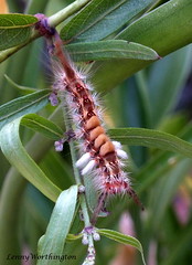 Moth Caterpillars of Thailand