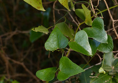 Rough Bindweed (Smilax aspera) leaves