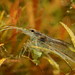 Amano-Garnele oder Japanische Süßwassergarnele (Caridina multidentata)