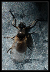 Diptera/Simulidae