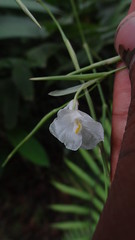 Marantaceae