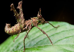 Orthoptera (Rwanda)