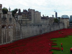 Poppies at The Tower of London