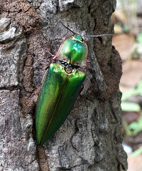 Click Beetles (Elateridae) of Thailand