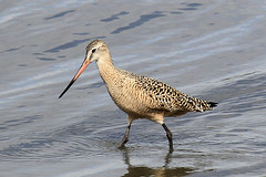 Alameda Shore Birds 4-17-2012