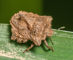 Cyrtocoridae