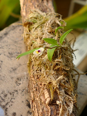 Loefgrenianthus