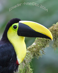 Ecuador 2014