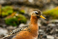 Svalbard 2014 - Birds