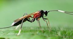 Hymenoptera (Rwanda)