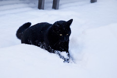 Katic jagar snö