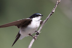 Swallows, Family: hiruninidae