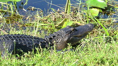 Everglades NP, Florida