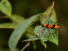 Coleoptera, Thailand