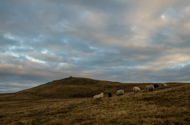 Ewes on the hill.jpg