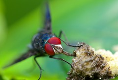 Diptera (Rwanda)