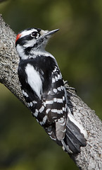 Woodpeckers of Ontario