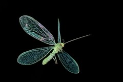 Lacewings in Flight - Chrysopidae - fliegende Florfliegen