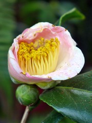 Camellias 2015