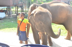 Asiatic Elephant Surin Province Thailand