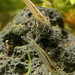 Amano-Garnele oder Japanische Süßwassergarnele (Caridina multidentata)