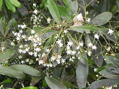 Winteraceae