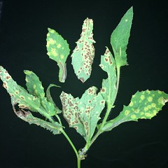 Rust of Emilia sonchifolia