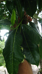 Rutaceae