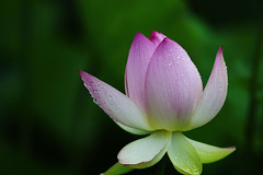 Lotus 2016