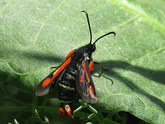 Clearwing Moths - Sesiidae