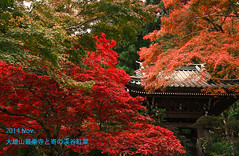 2014.Nov.大雄山と寄の渓谷 Old Temple of Mountain God & Maple Color,Japan