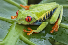 Anfibios y Reptiles de Costa Rica