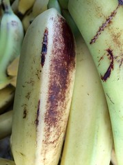 Banana: Red rust thrips feeding injury
