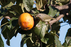 Birds and Persimmons