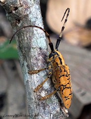Longhorned Beetles (Cerambycidae) of Thailand
