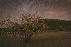 La Vía Láctea y el almendro en flor Gran Canaria