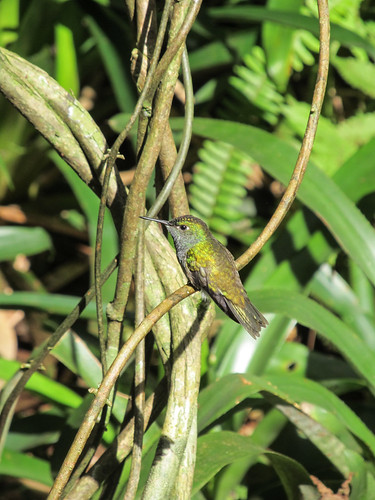 Le Parc des Oiseaux d'Iguaçu: un colibri