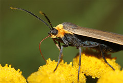 Moth's of Washington State