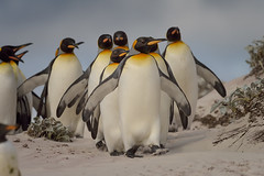 Falklands 2014