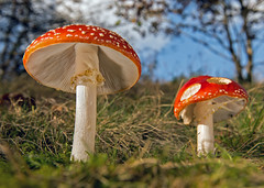 Toadstools and Shrooms