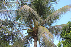 Palm Trees (Palmen)